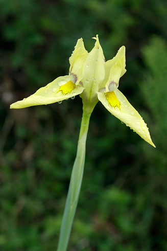 Moraea graminicola