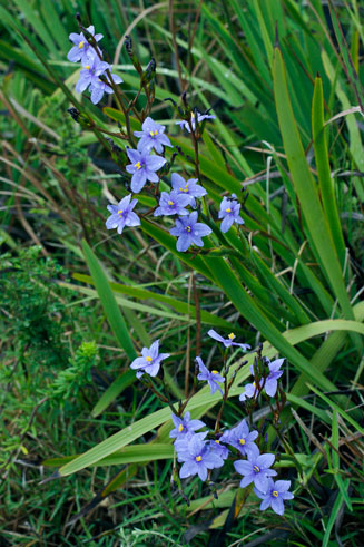 Aristea ecklonii