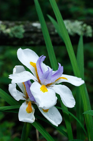 Dietes grandiflora 