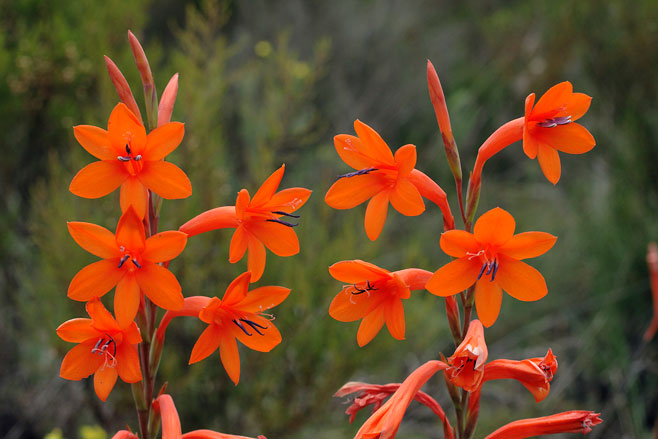 Watsonia pillansii 