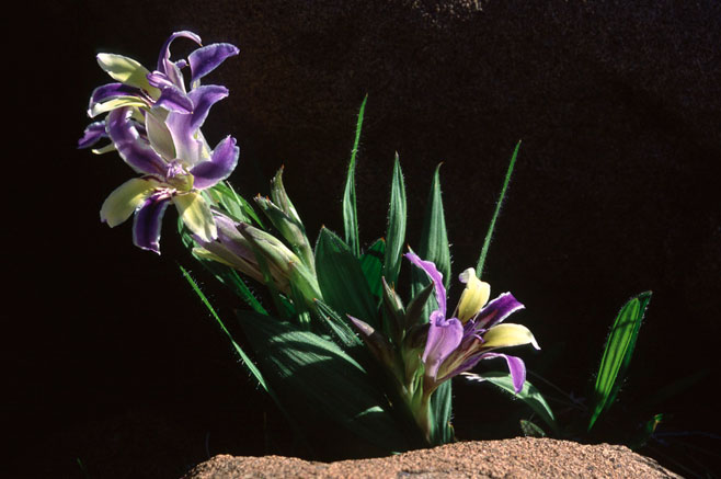 Babiana tanquana