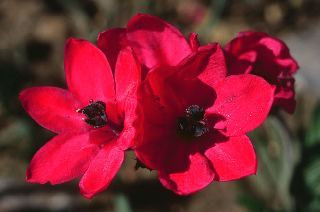Babiana villosa 