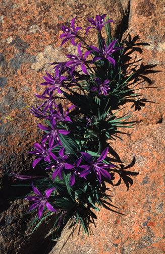 Babiana framesii