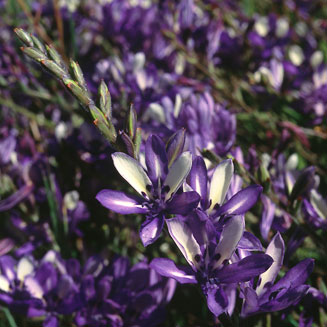 Babiana inclinata