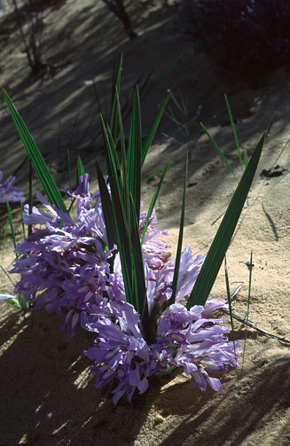 Babiana mucronata