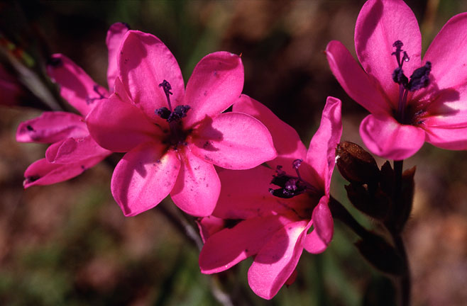 Babiana purpurea
