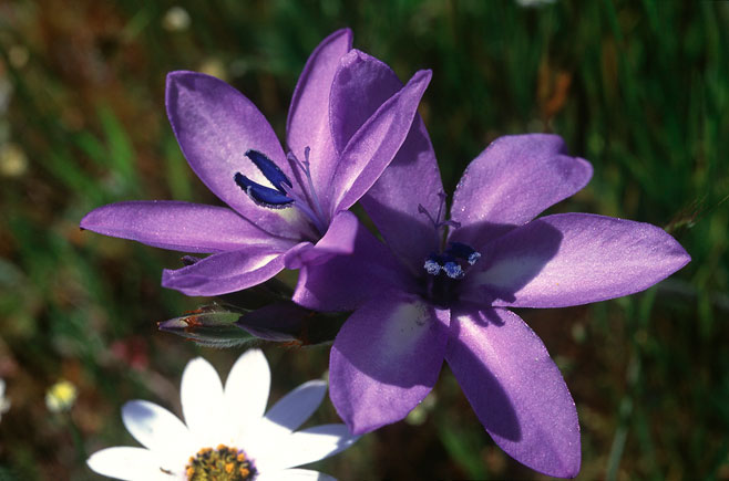 Babiana stricta