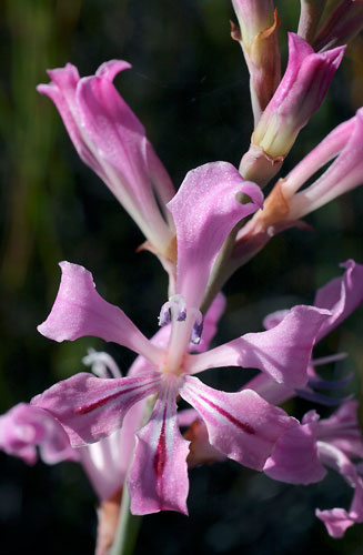 Tritoniopsis lata
