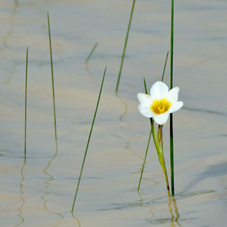Romulea aquatica