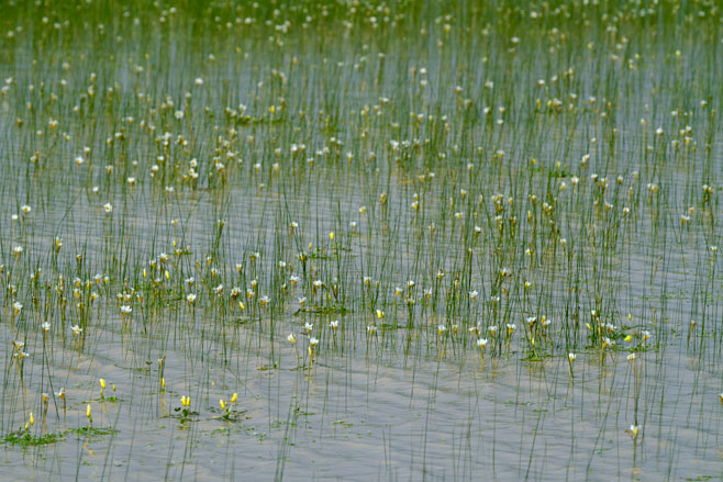 Romulea aquatica
