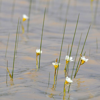 Romulea aquatica