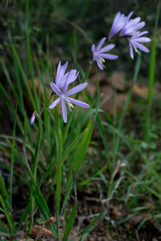 Hesperantha pilosa