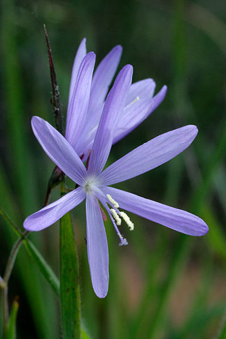 Hesperantha pilosa