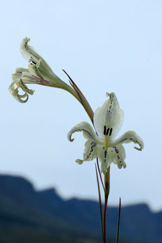 Gladiolus recurvus 