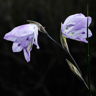 Gladiolus inflatus   