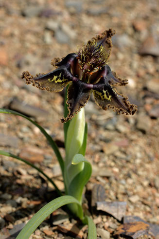 Ferraria variabilis