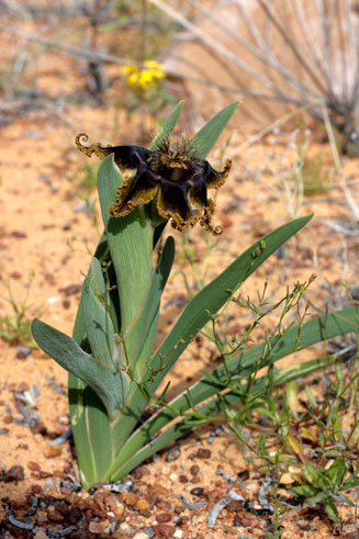 Ferraria variabilis