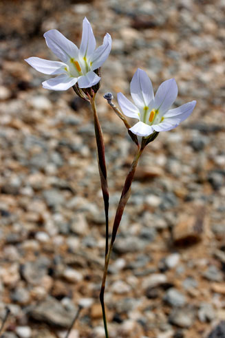 Moraea deserticola