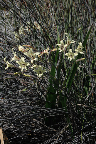 Gladiolus floribundus 