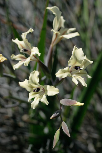 Gladiolus floribundus 