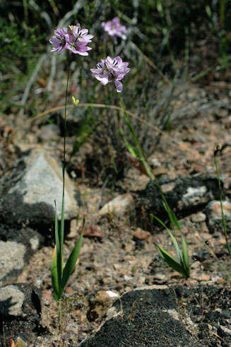 Ixia atrandra 