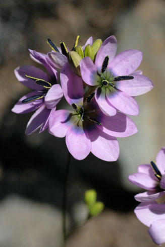 Ixia atrandra 