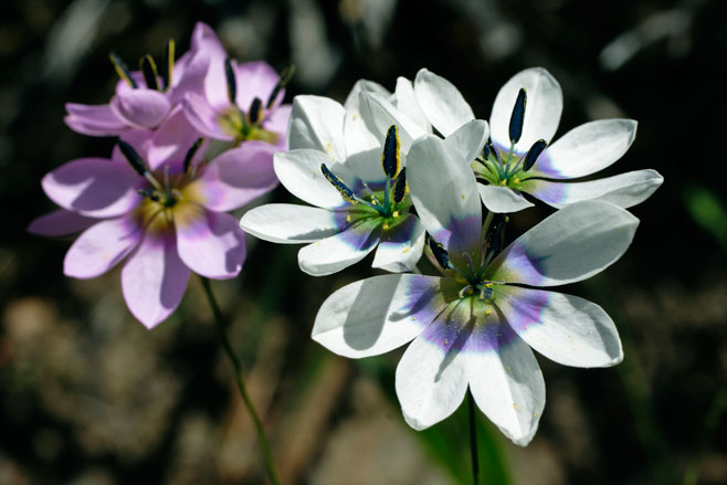 Ixia atrandra 