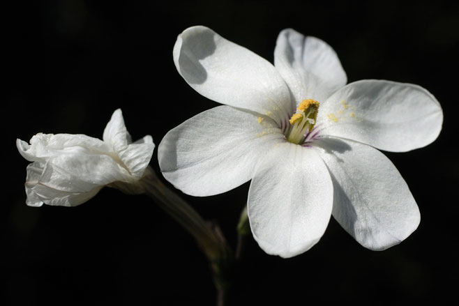 Ixia fucata 
