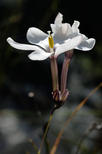 Ixia fucata 