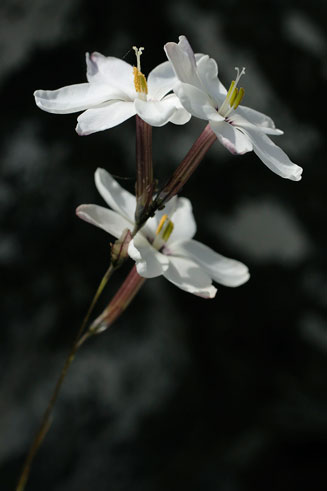 Ixia fucata 