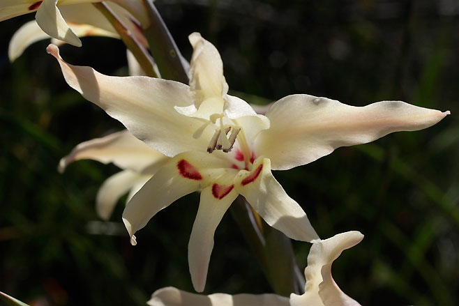 Gladiolus undulatus