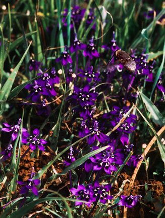 Lapeirousia oreogena 