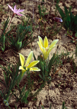 Babiana vanzijliae  