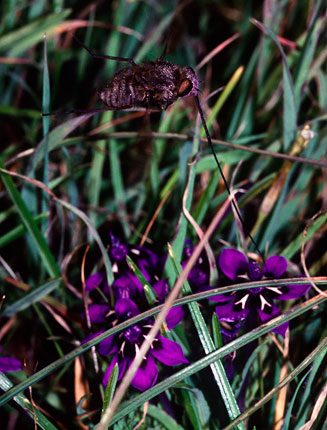 Lapeirousia oreogena 
