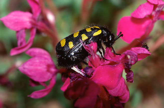Lapeirousia silenoides