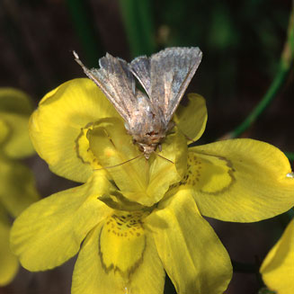 Moraea ramosissima