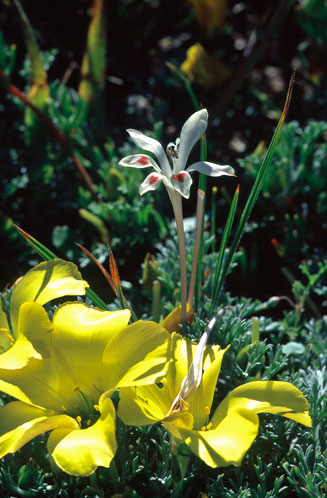 Babiana tubulosa 