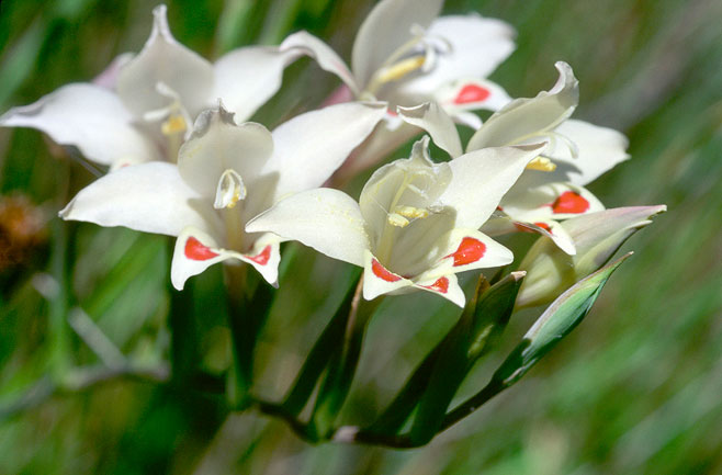 Gladiolus angustus 