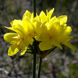 Bobartia indica