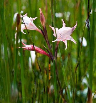 Gladiolus carneus 