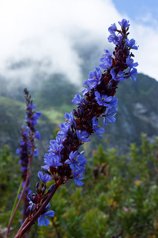 Aristea capitata