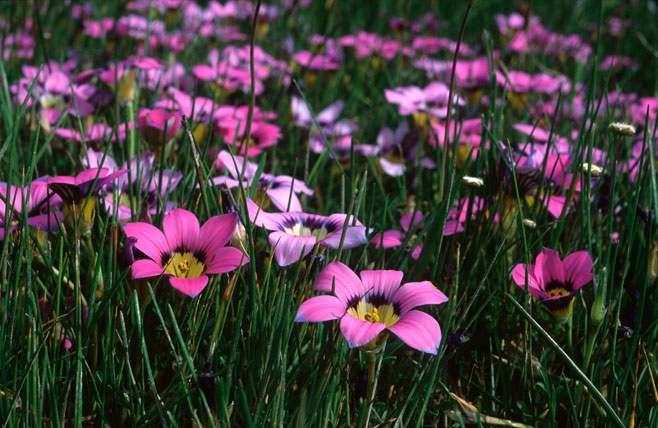 Romulea atrandra