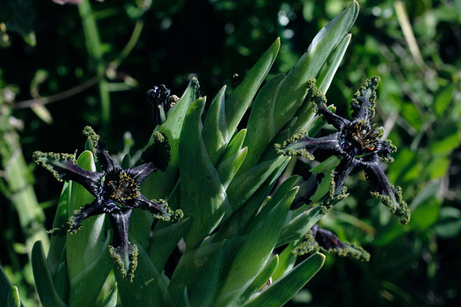 Ferraria crispa