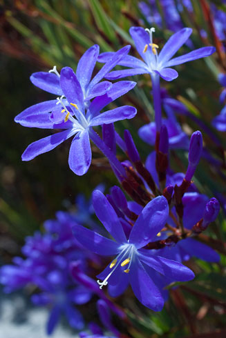 Nivenia stokoei