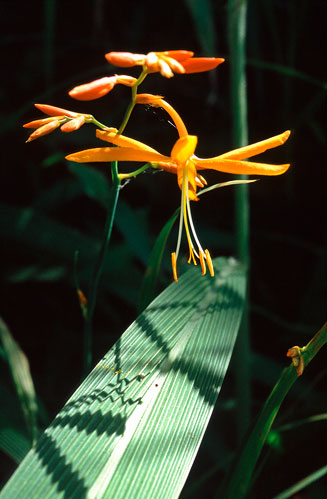 Crocosmia aurea