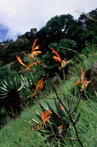 Crocosmia paniculata