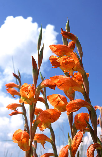 Gladiolus dalenii 