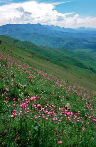Hesperantha baurii 