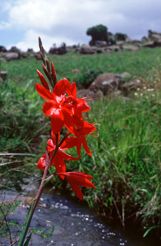 Hesperantha coccinea