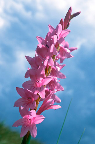 Watsonia lepida